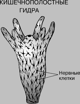 Ссылка на кракен в тор браузере kr2web in